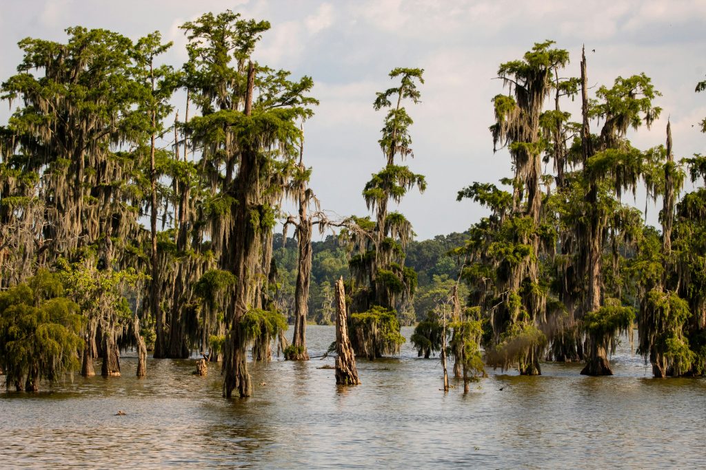 martin lake louisiana