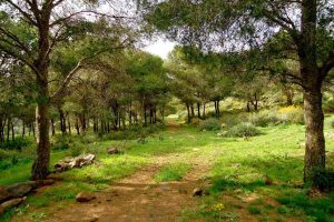 6 forêts à découvrir où camper au Maroc
